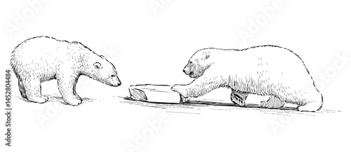 Sketch of two polar bear cubs playing with ice, realistic outline hand drawn vector illustration isolated on white