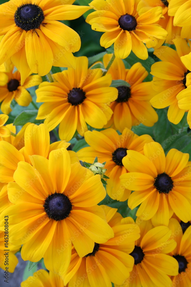 Close up of flowers of Rudbeckia ‘Tiger Eye Gold’ Close up of flowers of Rudbeckia ‘Tiger Eye Gold’