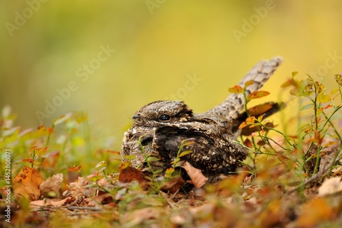 European nightjar caprimulgus europaeus bird songbird wildlife nature predator cock o the north, beautiful animal mountain finch, animal, bird watching ornithology, flower bud fauna wildlife Europe