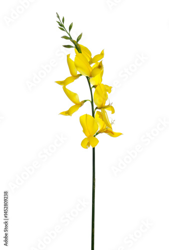 Spanish broom flowers, rush or weaver's broom isolated on white, Spartium junceum