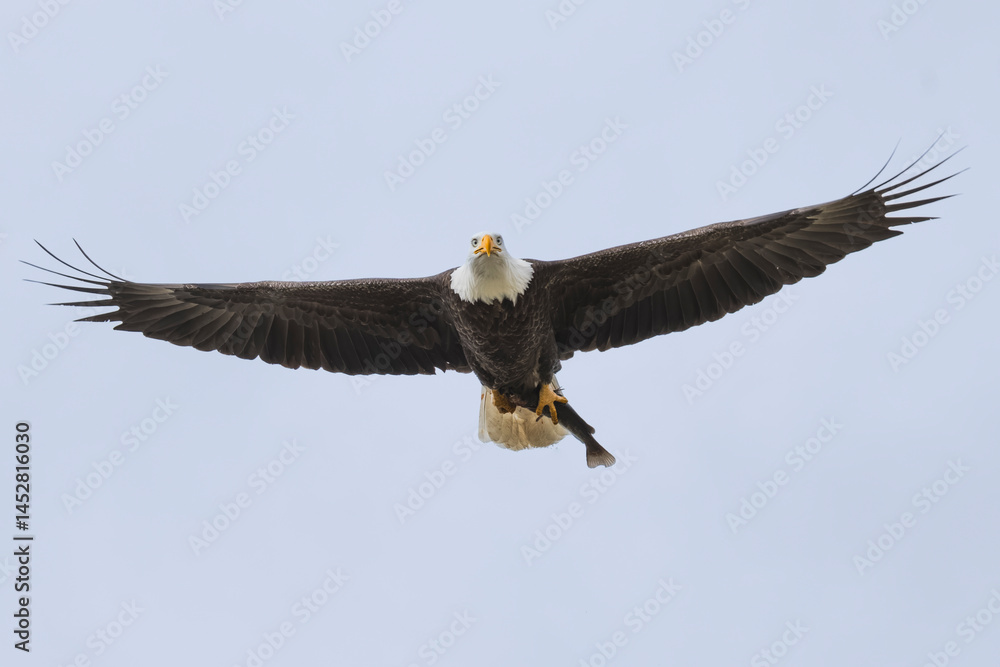 Obraz premium Bald Eagle with a fish
