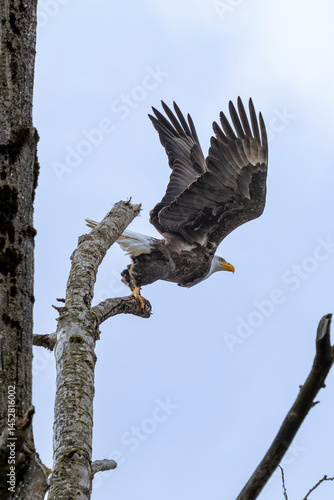 Bald Eagle taking flight