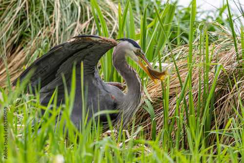 Heron fishing
