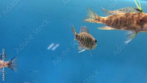 School of peacock cichlids (Aulonocara) swimming in a fresh water fish tank