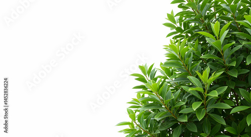 Lush Green Foliage Against White Background for Natural Aesthetic