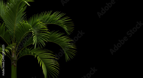 Lush Green Tropical Palm Plant with Vibrant Leaves on Black Background