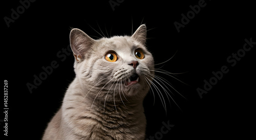 Gray Cat with Bright Eyes Expressing Surprise on Black Background