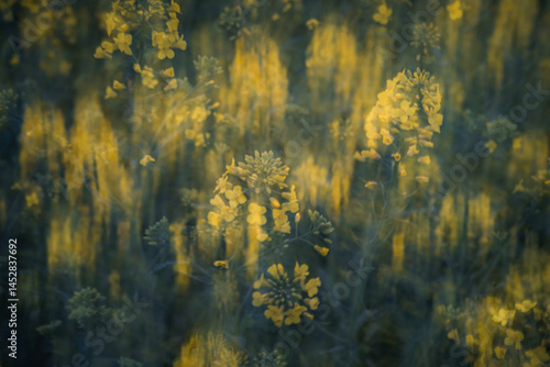 Abstract rapeseed field with vertical motion blur