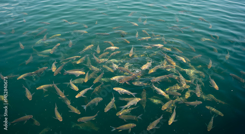 Obraz na płótnie School of Fish Swimming in Clear Water Creating Circular Patterns w salonie