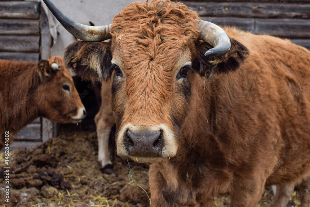 cows in a farm cows in a farm