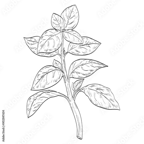 Drawing sketch style illustration of a Basil or Ocimum basilicum also called great basil, a culinary herb of the family Lamiaceae or mints on isolated background done in black and white line art. 
