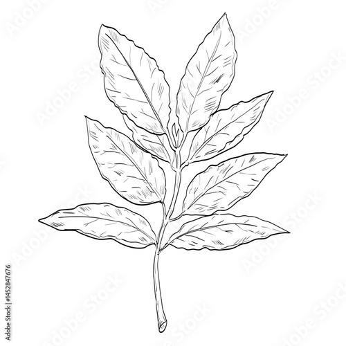 Drawing sketch style illustration of a Bay laurel or Laurus nobilis, an aromatic evergreen tree with green glabrous leaf in the flowering plant family Lauraceae done in black and white line art. 