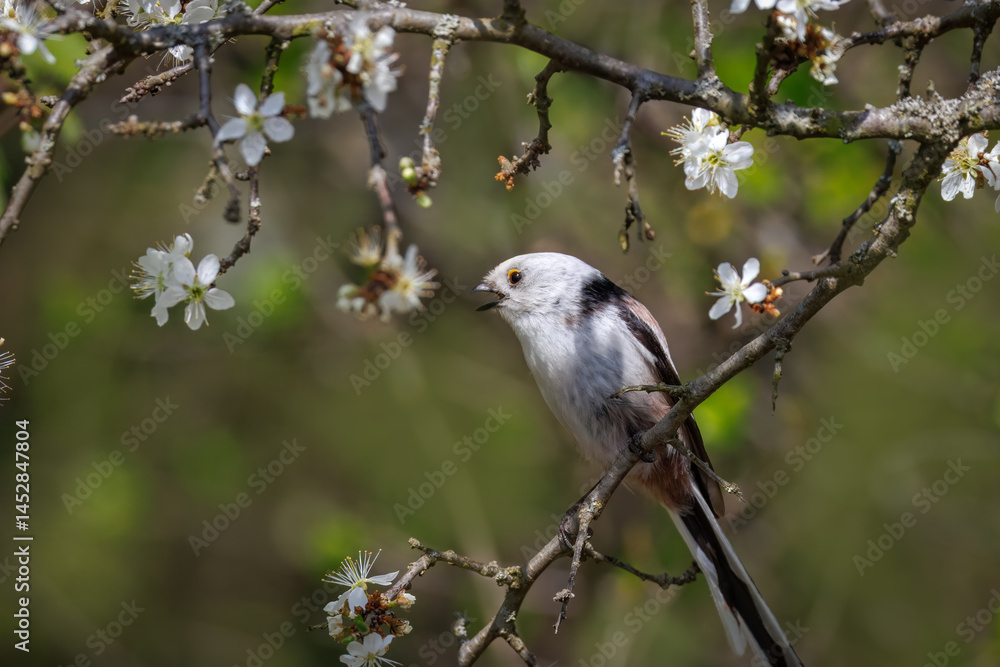 Fototapeta premium Long-tailed Tit (Aegithalos caudatus) bushtit sits on the thin branch with white flowers and looks toward the camera lens with green background.