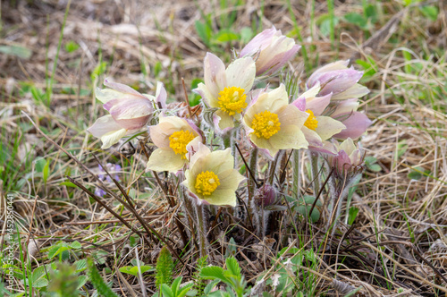 Delicate light yellow and purple flowers with a golden center on a sunny spring day. close-up. Pulsatilla vulgaris.