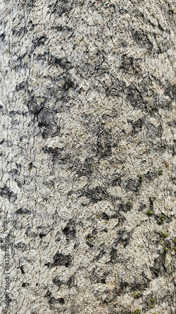 Bark texture of the Tree of Heaven (Ailanthus altissima) features smooth, light gray bark that becomes rougher with age, developing light tan fissures. Bark texture of the Tree of Heaven (Ailanthus altissima) features smooth, light gray bark that becomes rougher with age, developing light tan fissures.