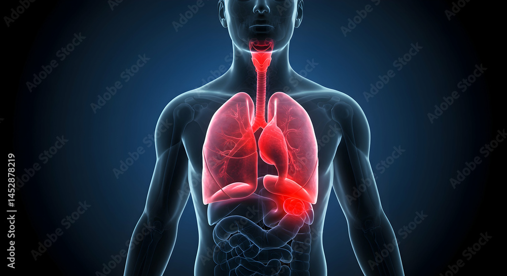 Human Anatomy Illustration of Lungs and Respiratory System Model
