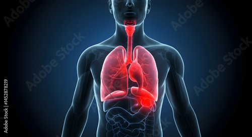 Obraz na płótnie Human Anatomy Illustration of Lungs and Respiratory System Model w salonie