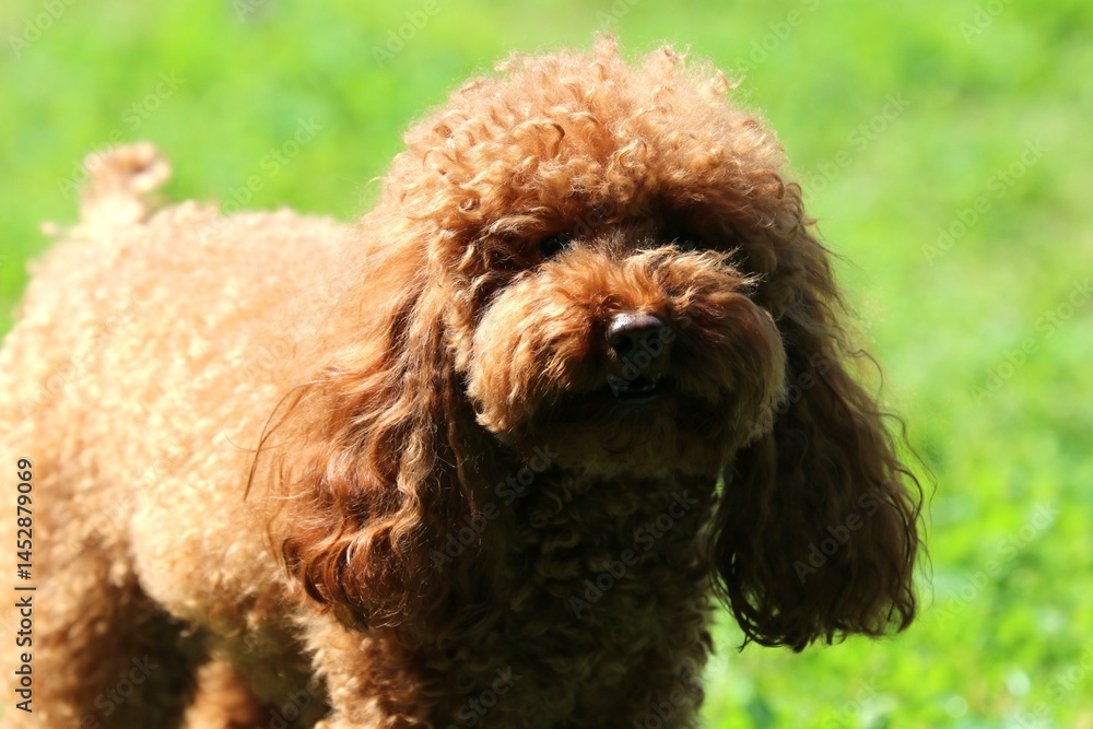 Fototapeta premium Barboncino toy