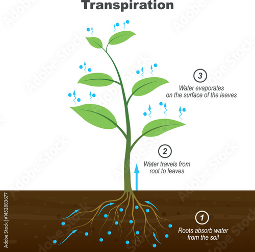 Transpiration stages in plants. Plant roots absorb water from the soil, and water moves from the root to the leaves and evaporates on the surface of the leaves. biology illustration vector
