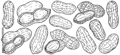 Peanuts in closed and opened shells, drawn in black and white line art style. Shell textures and visible kernels. Suitable for culinary packaging, food labeling, or botanical design projects.