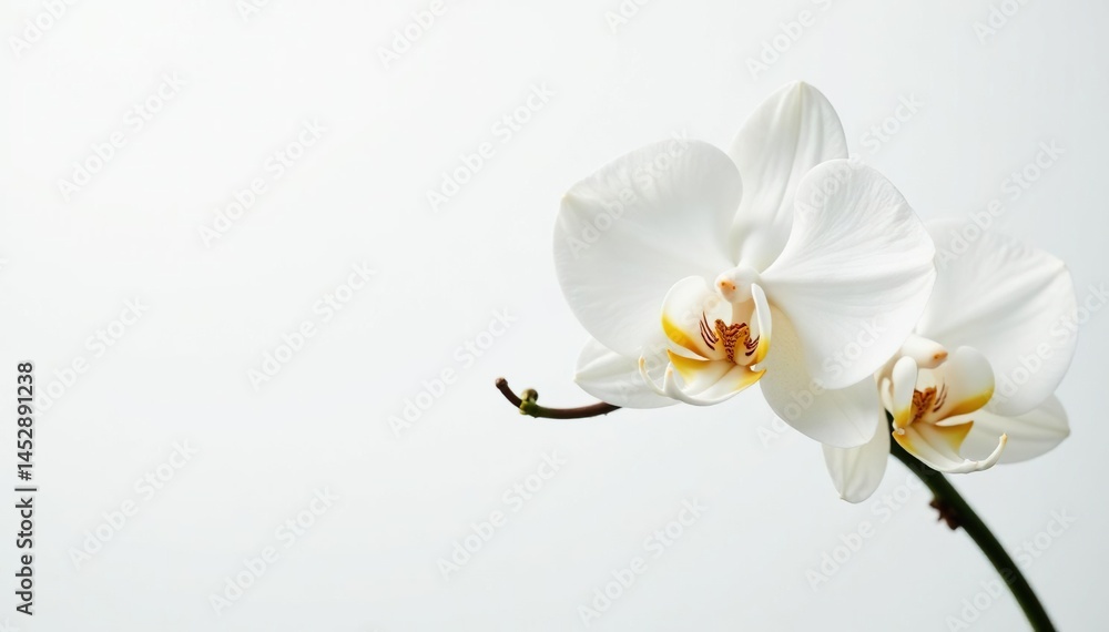 Obraz premium Delicate white orchid blossom on pure white backdrop, minimal, closeup