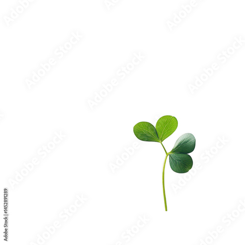 Single green shamrock leaf isolated against a dark backdrop