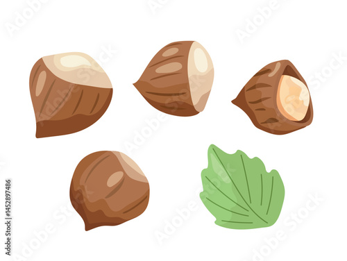 Hazelnuts. Flat vector, clipart illustration isolated on white background.