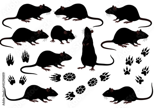 Black rat vector illustration, rats and paw prints, rodent infestation, pest control, animal silhouette
