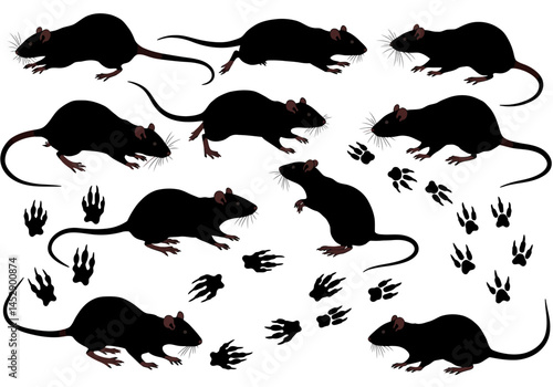 Black rat infestation vector illustration, rodent pest control, mouse silhouette, animal tracks design element
