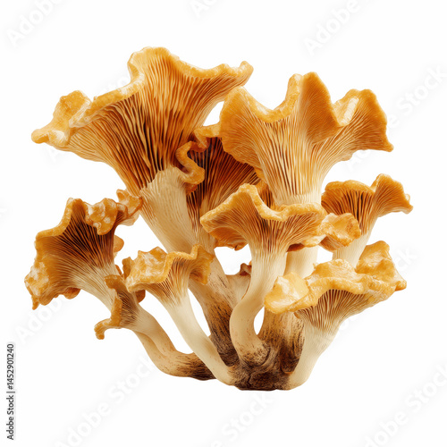 Cluster of Golden Chanterelle Mushrooms on Blue Transparent background