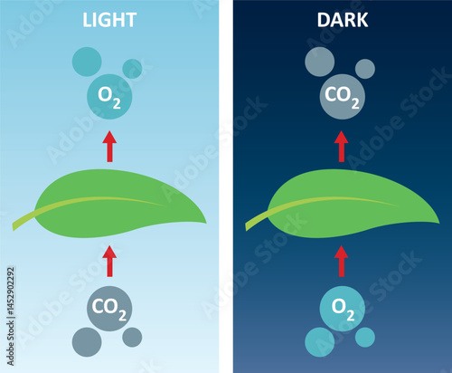 The process of photosynthesis and cellular respiration. The leaf of the plant. Day and night photosynthesis diagram.
