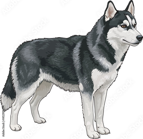Realistic  Husky Art  Vector 