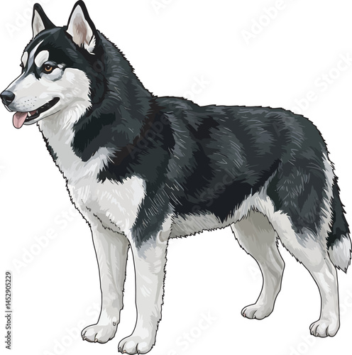 Realistic  Husky Art  Vector 