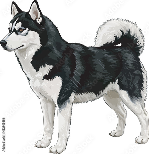 Realistic  Husky Art  Vector 