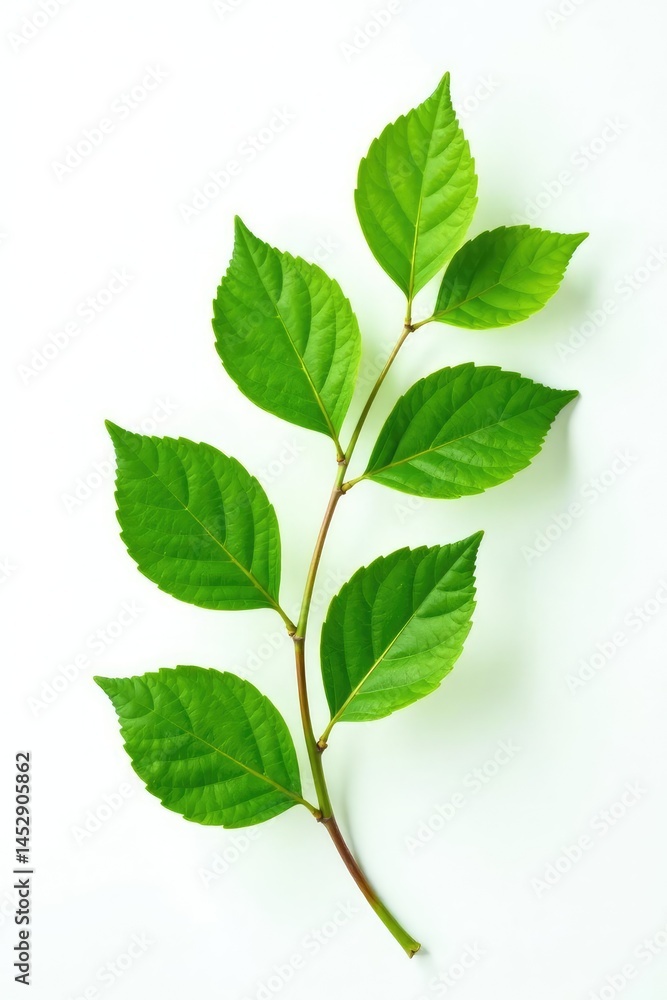 Leafy branches with green leaves isolated on white background, leaf, whiteness, greenery Leafy branches with green leaves isolated on white background, leaf, whiteness, greenery