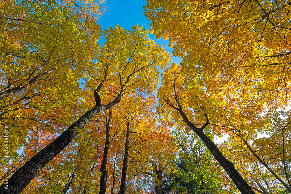 Fall Colors in the Canopy Above
