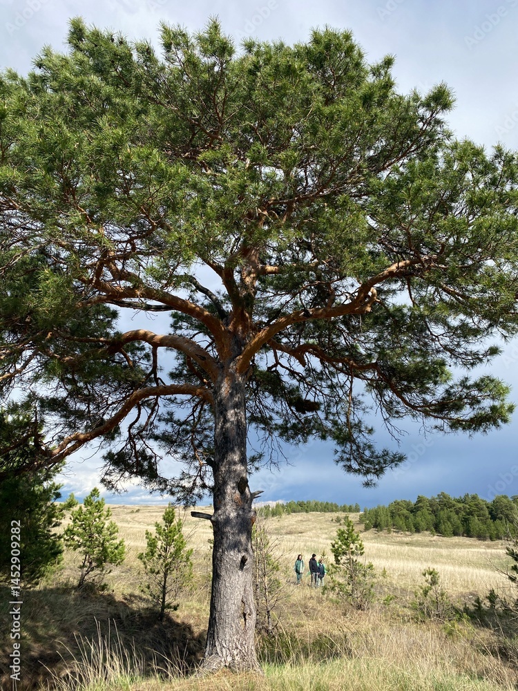 Fototapeta premium A lush green pine tree stands tall and proud next to a shimmering waterbody, beautifully embodying the incredible splendor of nature in a serene and tranquil environment that invites relaxation