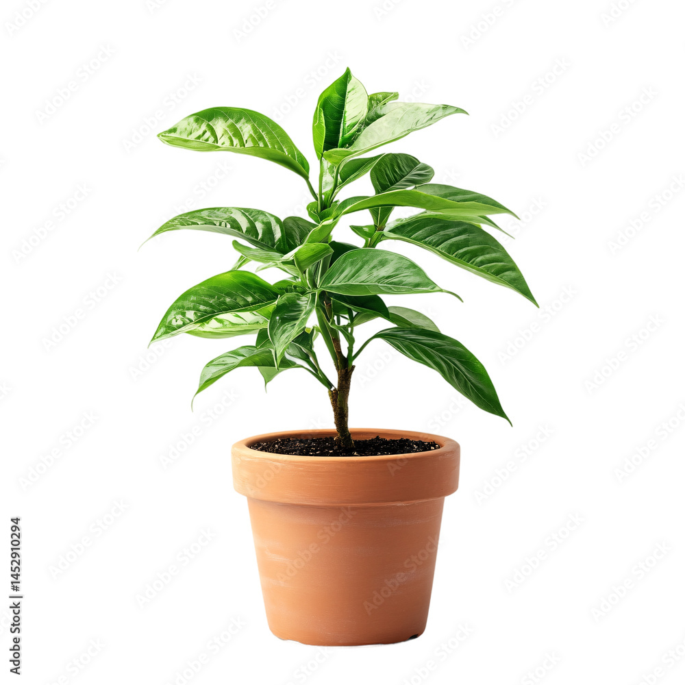 Fresh green basil leaves grow in a potted herb, an isolated on a transparent background Fresh green basil leaves grow in a potted herb, an isolated on a transparent background