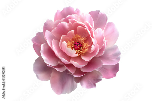 Fototapeta Naklejka Na Ścianę i Meble -  Pink peony flower isolated on transparent background