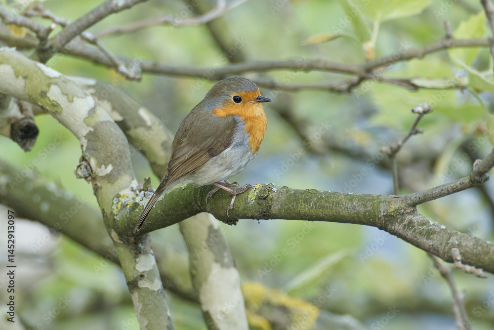 European robin (Erithacus rubecula) sitting on a tree branch in Zurich, Switzerland European robin (Erithacus rubecula) sitting on a tree branch in Zurich, Switzerland