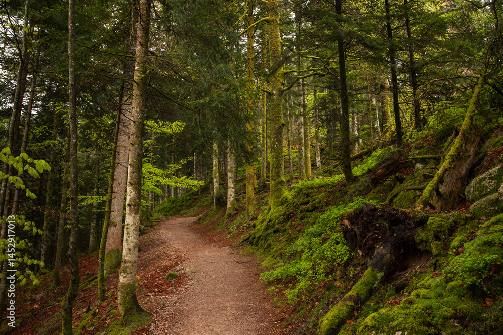 Fototapeta premium path in the forest