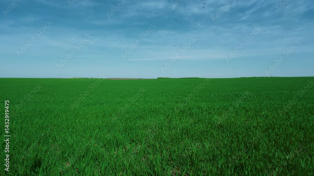 Vast Green Fields Spread Out Under a Clear Blue Sky, Inviting Peace and Relaxation for All Vast Green Fields Spread Out Under a Clear Blue Sky, Inviting Peace and Relaxation for All