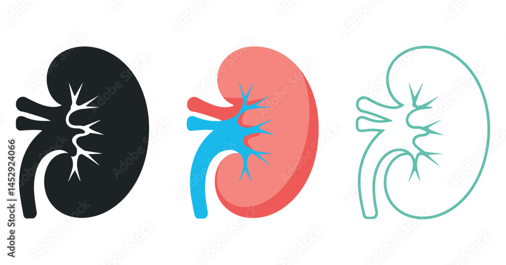 Kidney Anatomy Illustrations Black Silhouette, Color Icon, and Outline Drawing Kidney Anatomy Illustrations Black Silhouette, Color Icon, and Outline Drawing