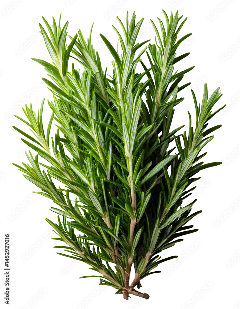 Fototapeta premium Rosemary, herb, twig, plant, spice, culinary, aromatic, cooking, seasoning — Fresh rosemary twigs separated and isolated, perfect for kitchen use, display, packaging, or design, on a white transparent