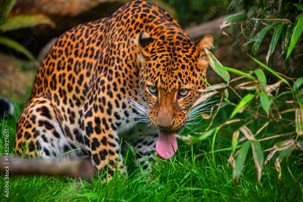 Male Javan leopard Panthera pardus melas of Java, Indonesia. Male Javan leopard Panthera pardus melas of Java, Indonesia.
