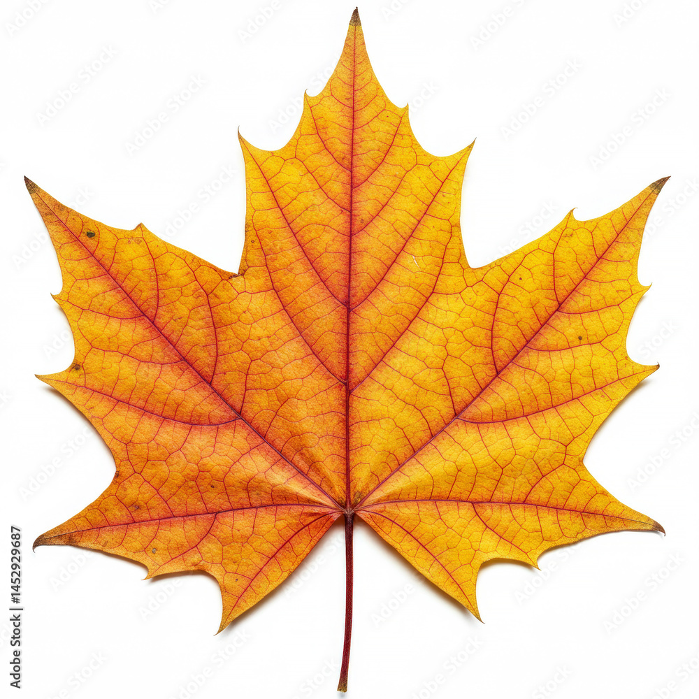 Fototapeta premium Autumn maple leaf on white