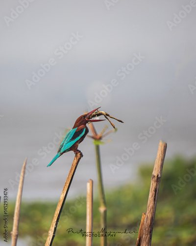 Kingfisher catching frog