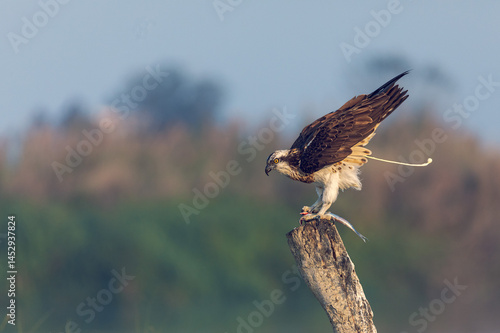 Osprey with fish prey