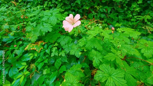 Geranium endressii, or Endres cranesbill, is a resilient perennial featuring vibrant pink flowers and lush green foliage. It thrives in various garden settings and attracts pollinators, adding beauty 