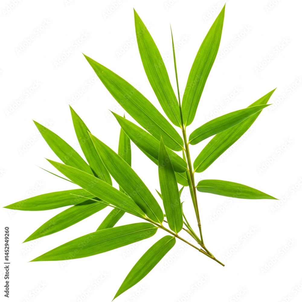 Fototapeta premium bamboo leaves isolated on white background